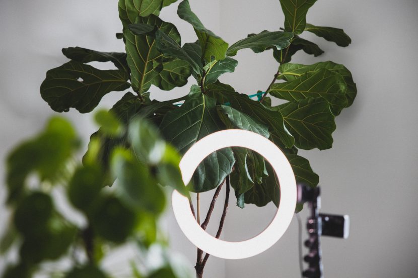 green leaves with white round frame