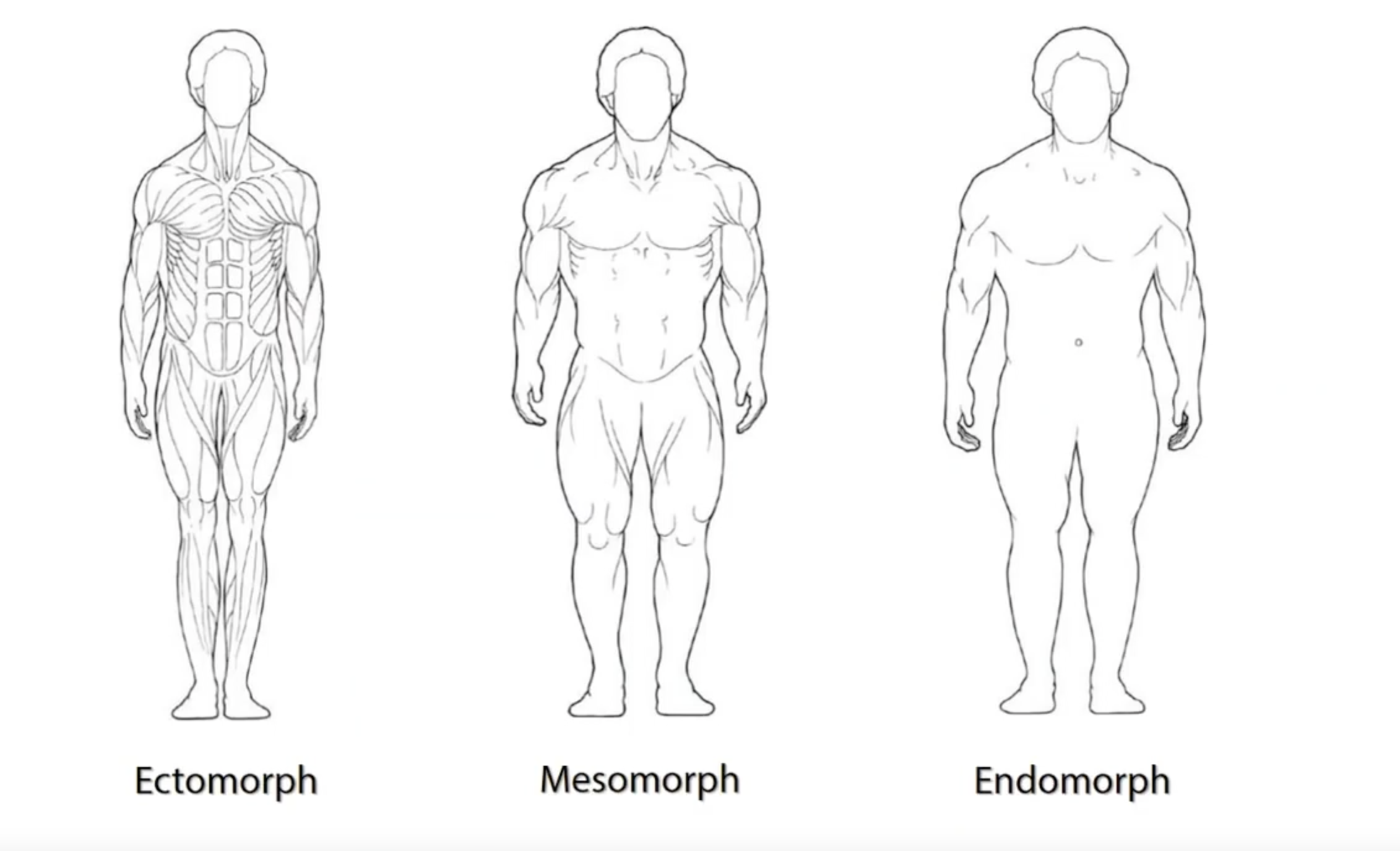 Male Body Types (Ectomorphs, Mesomorphs, and Endomorphs